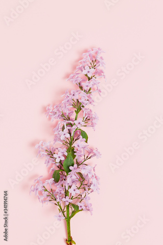 lilac flower