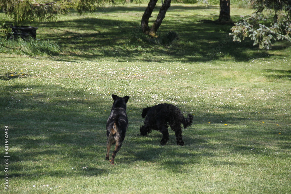 Sheepdogs domestic garden puppy playing together Sheepdogs domestic garden puppy playing together