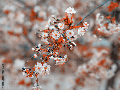Blooming sprig of garden cherry