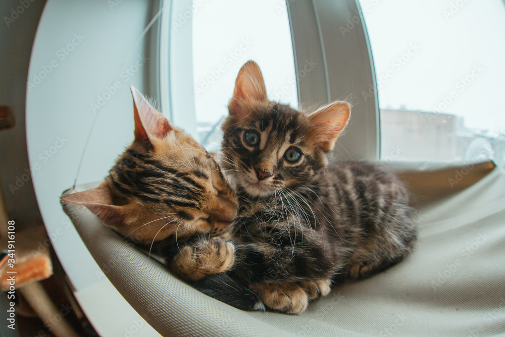 Two cute bengal kittens gold and chorocoal color laying on the cat's window bed and relaxing liking and washing each other.