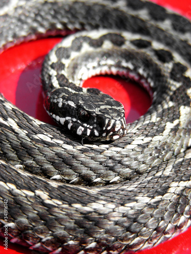 Gray snake or red background. The snake twisted in rings. Red danger