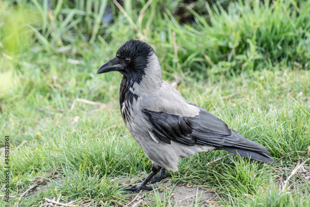 Fototapeta premium wrona