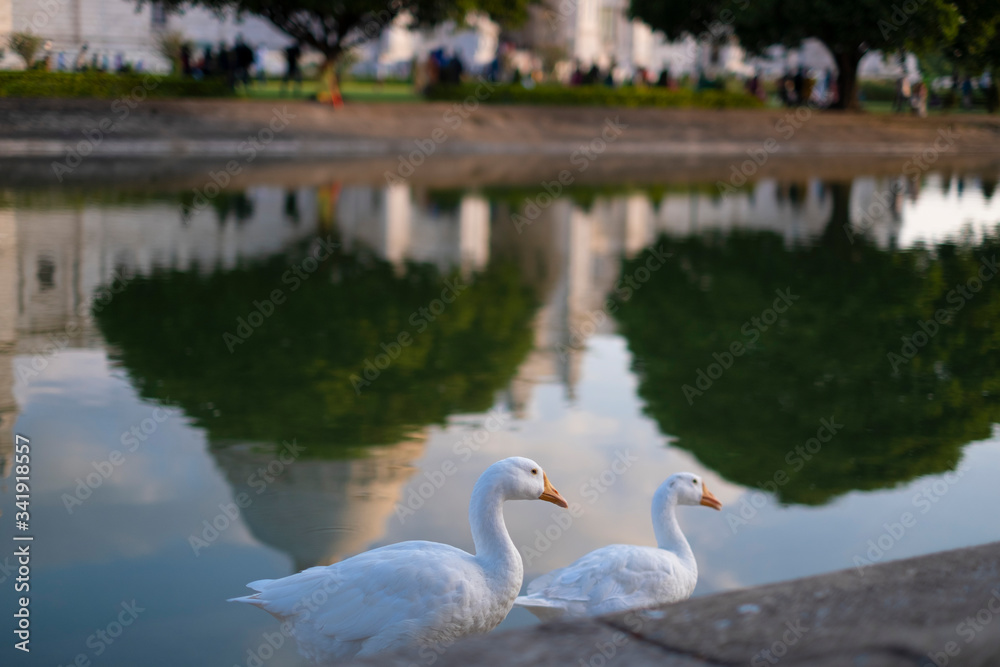 Portrait of two swans near Victoria Memorial along with the nearby pond and the reflection. Portrait of two swans near Victoria Memorial along with the nearby pond and the reflection.