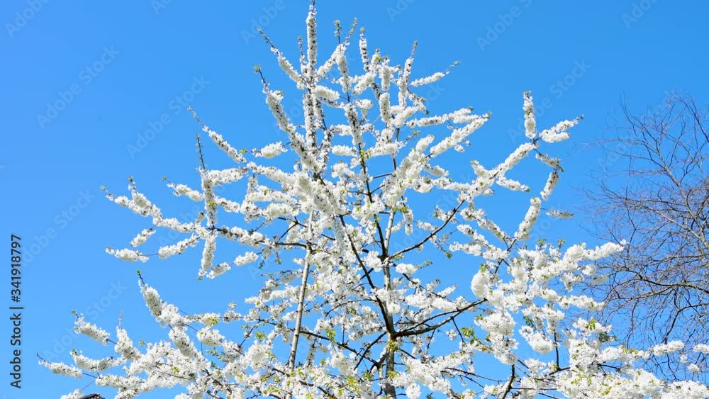Zierapfelbaum mit einer weißen Blüten Pracht vor blauem Himmel Zierapfelbaum mit einer weißen Blüten Pracht vor blauem Himmel