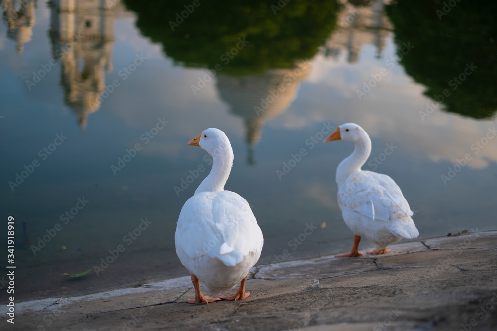 Portrait of two swans near Victoria Memorial along with the nearby pond and the reflection. Portrait of two swans near Victoria Memorial along with the nearby pond and the reflection.