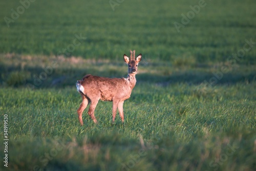 Rehwild im Fr  hjahr