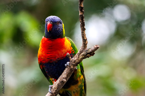 Lori of the blue mountains in branch, beautiful colorful bird orange, blue, yellow and green 