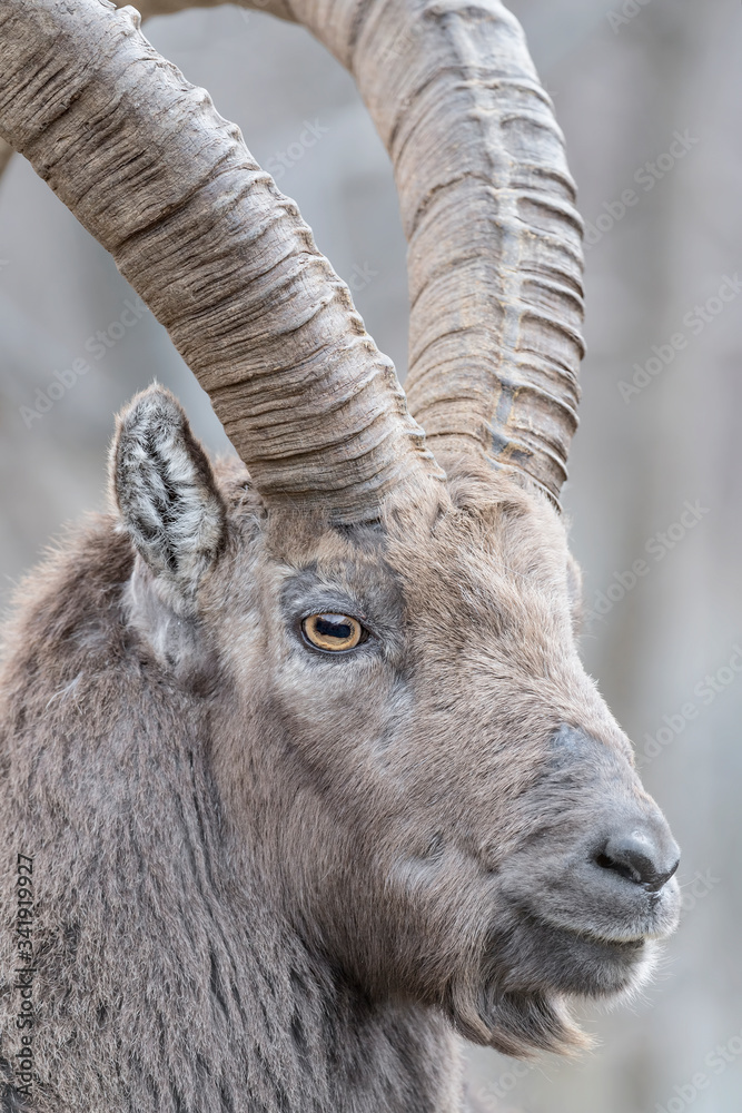 Face to face with the mighty Ibex (Capra ibex)