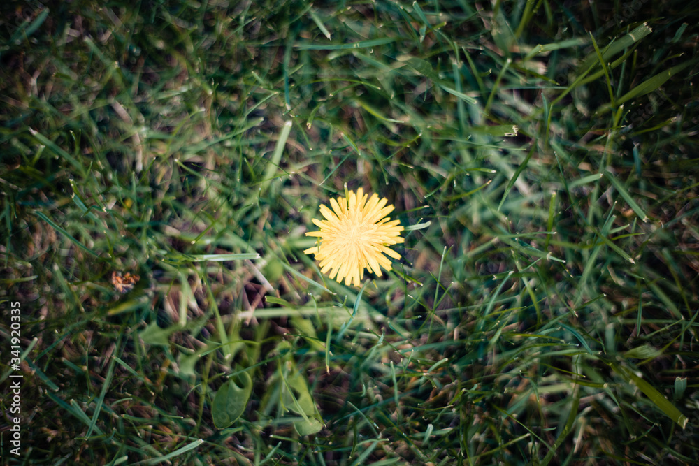 Single Dandelion in green grass Single Dandelion in green grass