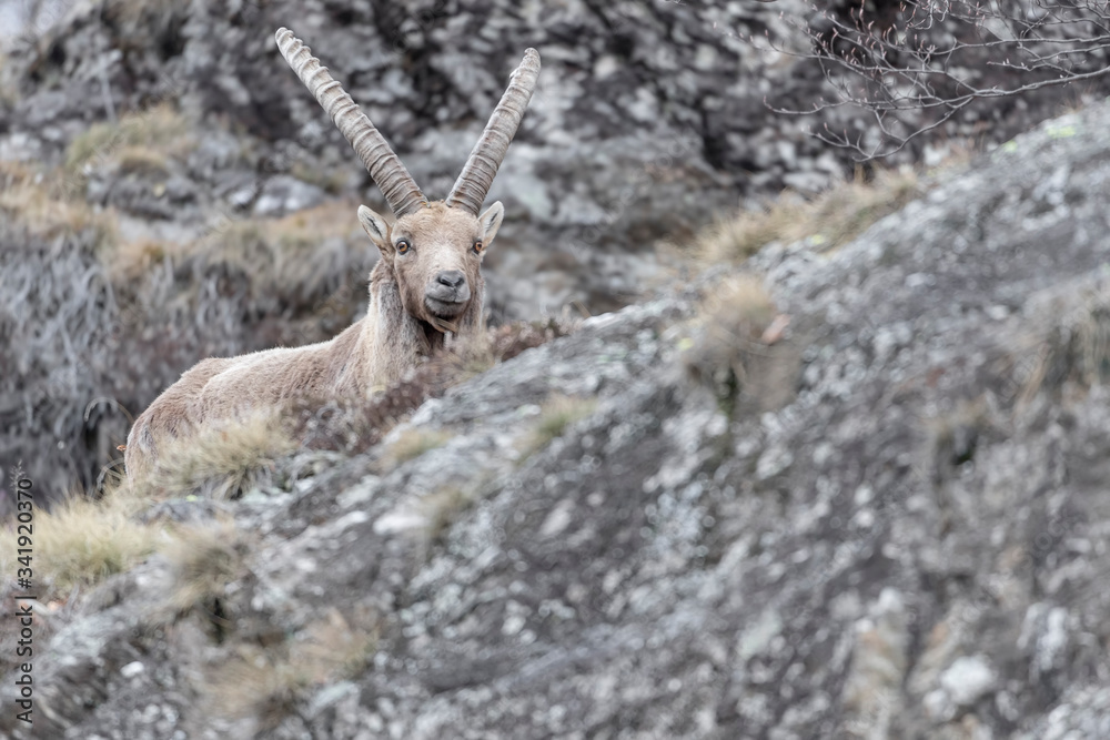 Young ibex on the rock (Capra ibex) Young ibex on the rock (Capra ibex)
