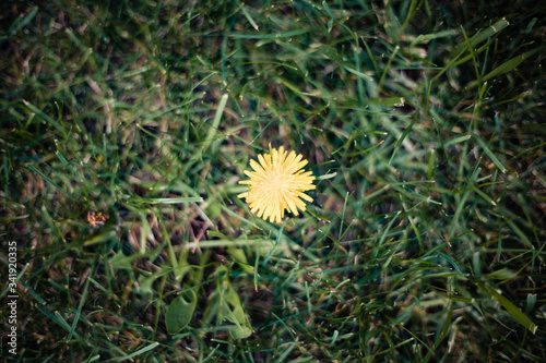 Single Dandelion in green grass