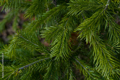 Green branches of spruce. Tree in the forest, natural nature, Christmas tree, holiday