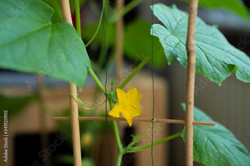 cucumber plant blooms with female blossom photo