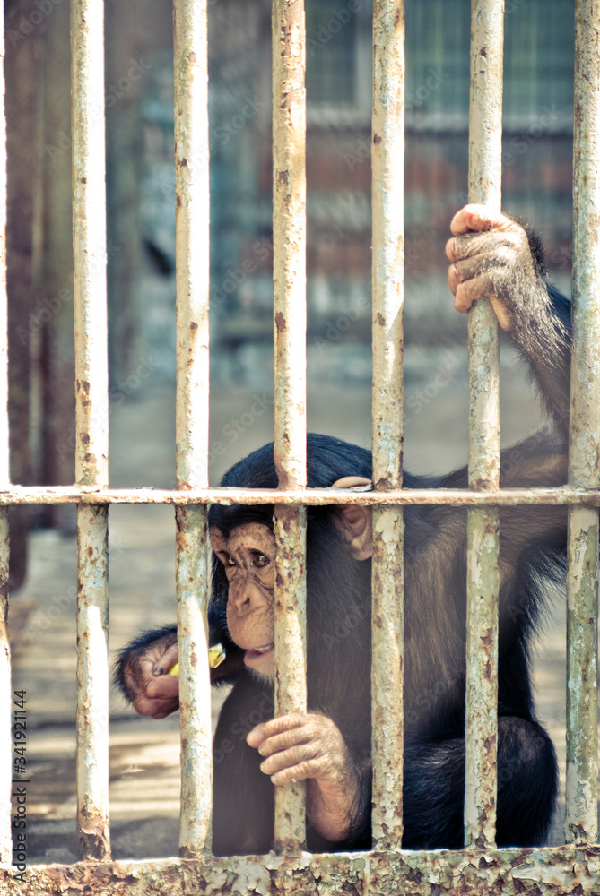 monkey in a cage at the zoo monkey in a cage at the zoo