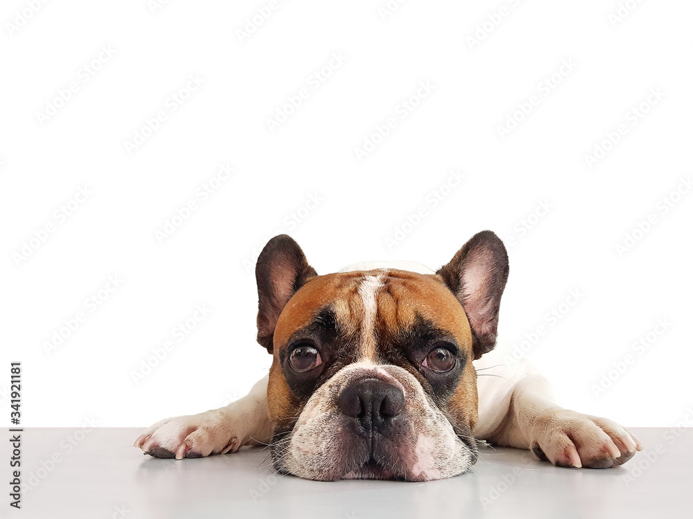 Portrait adorable french bulldog dog lying on the floor alone with whtie background.