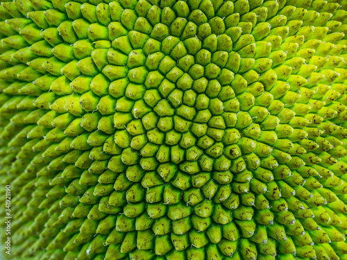 Selective focus of green peel texture  Close up of surface young jackfruit  Tropical fruit