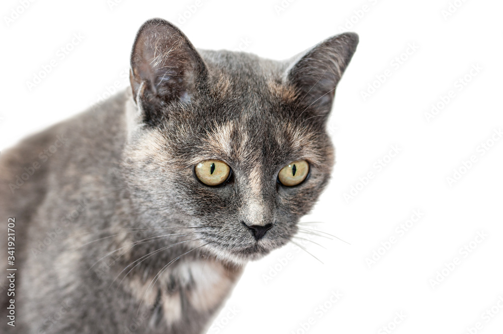 Grey tricolor female cat with attentive gaze isolated on white background. Cat portrait