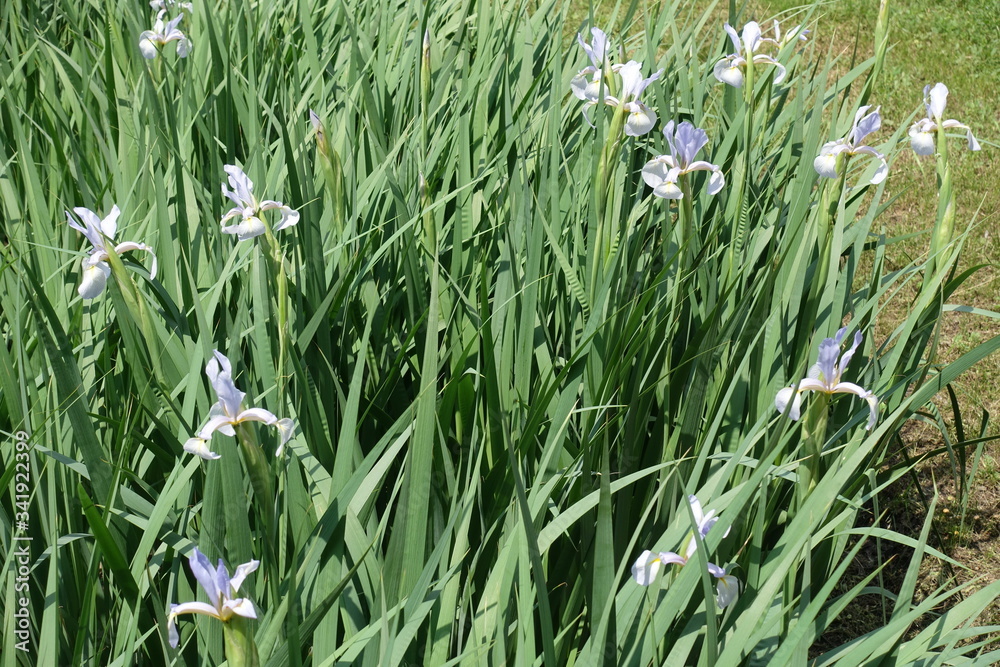 Green leafage and light violet flowers of irises in late spring Green leafage and light violet flowers of irises in late spring