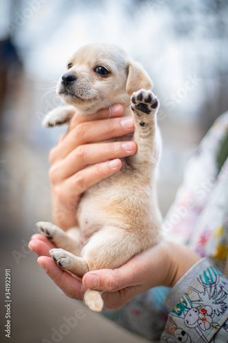 Little dog (puppy) in the hands