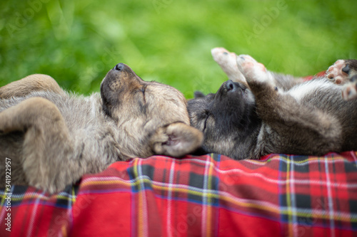 Fototapeta Naklejka Na Ścianę i Meble -  Relaxing little dogs (puppy) sleep in summer park