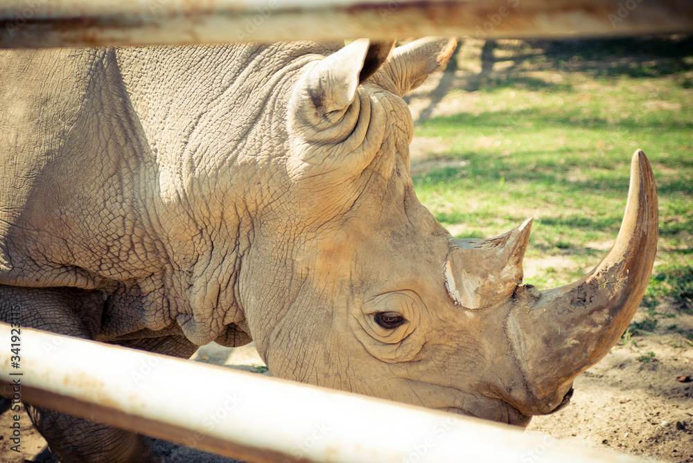 Fototapeta premium Rhinoceros in the zoo behind the fence