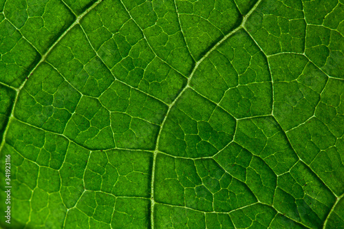 Close up green leaves pattern background texture. photosynthesis concept . Macro shot