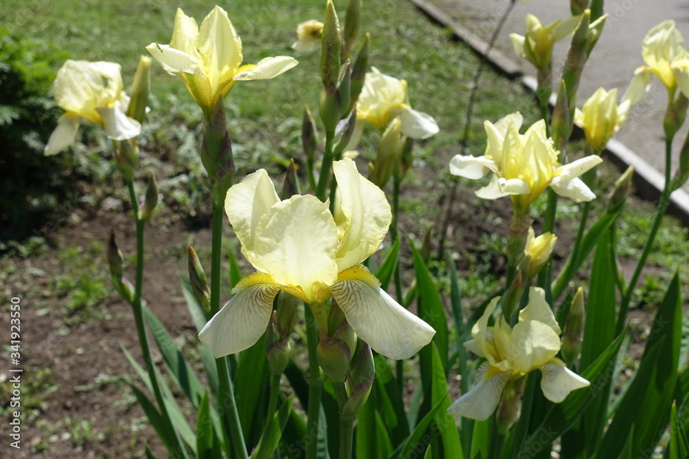 Light yellow flowers of irises in mid May Light yellow flowers of irises in mid May