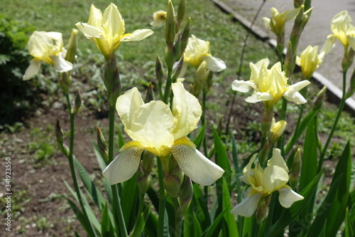 Light yellow flowers of irises in mid May