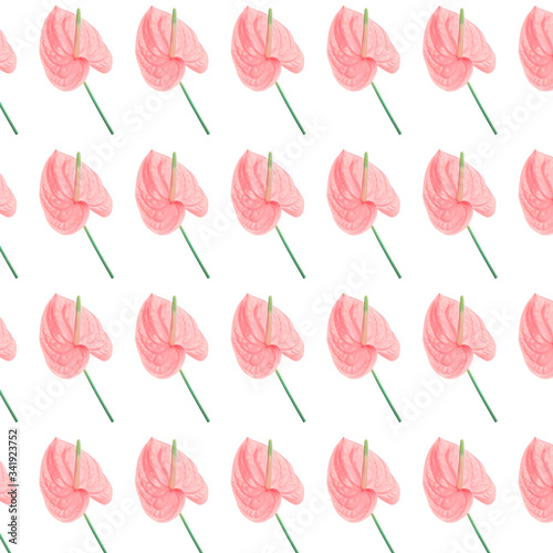 Beautiful pink anthurium flower