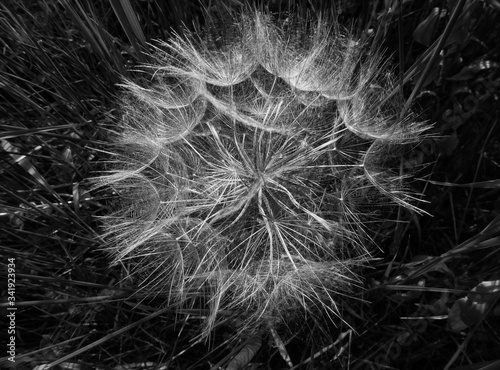 Fluffy white red seeded common dandelion in spring grass. abstract black and white presentation. botanical name Taraxacum erythrospermum, wall art concept. low key tones. beauty in nature.