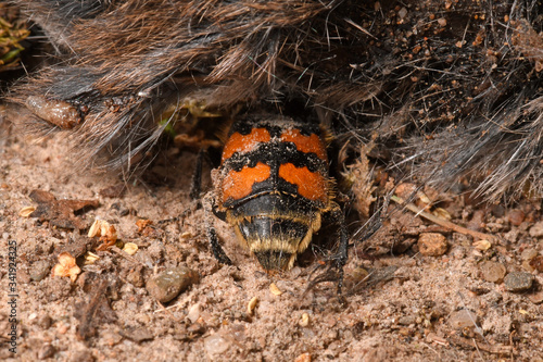 Vászonkép Gemeiner Totengräber - Käfer (Nicrophorus vespillo) an einer toten Maus - buryin