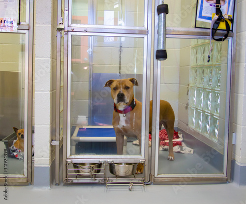 Homeless large tan and white mixed breed dog behind enclosure at dog shelter
