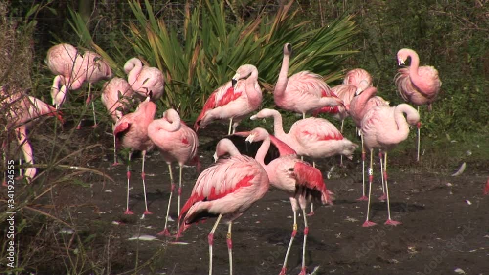 Flock of pink flamingoes feeding on the water Flock of pink flamingoes feeding on the water
