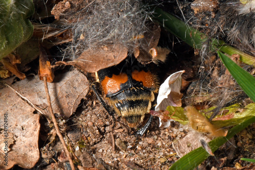 Gemeiner Totengräber - Käfer (Nicrophorus vespillo) an einer toten Maus - burying beetle on a dead mouse photo