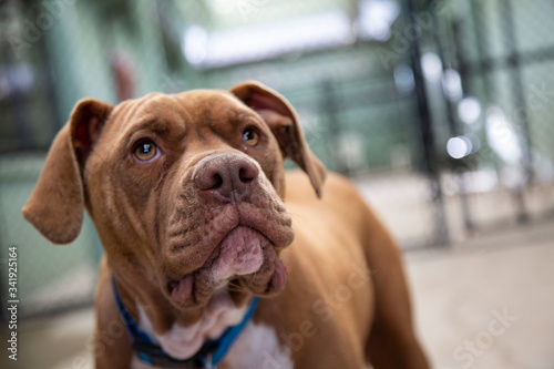 Partial front view of a red and white large mixed breed dog with shelter enclosures in background  © Jacquie Klose