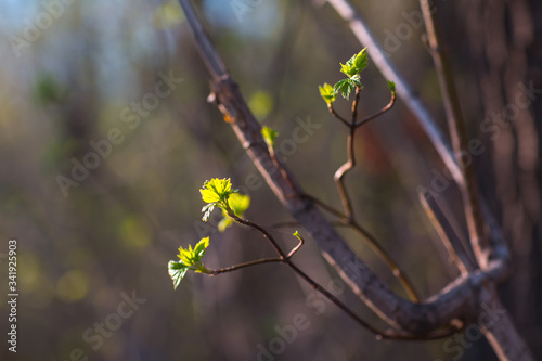 Tree branches with buds and young green leaves