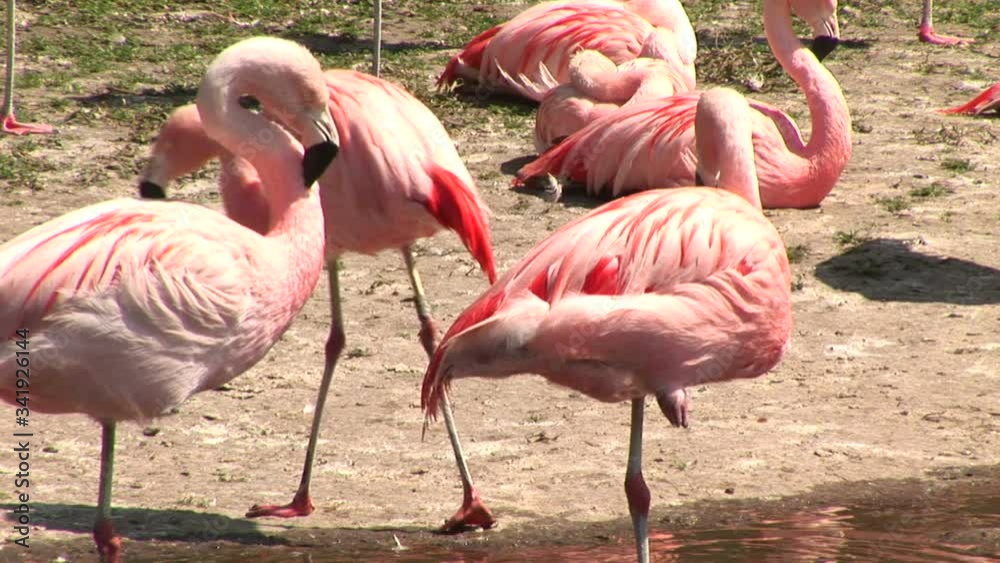 Flock of pink flamingoes feeding on the water Flock of pink flamingoes feeding on the water