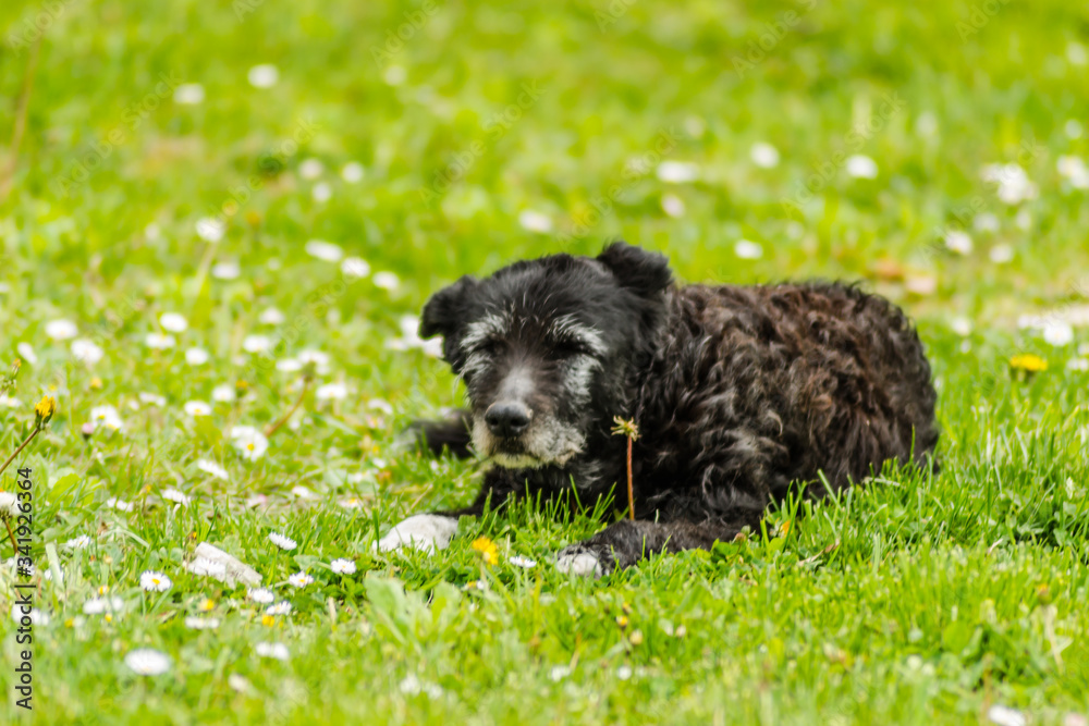 Fototapeta premium A black dog lying on a grassy surface