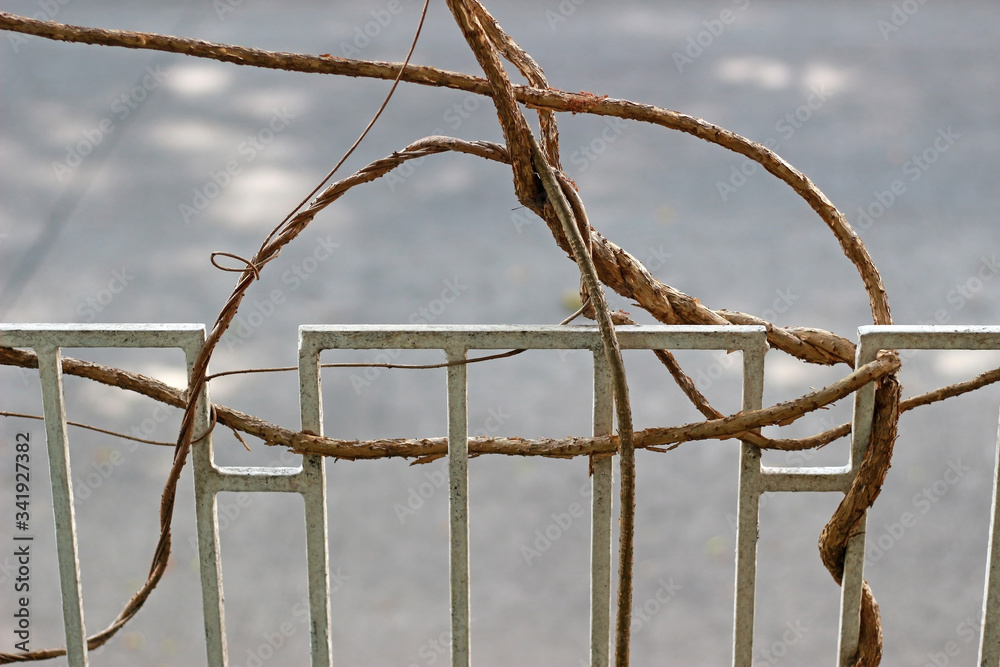 Garden details: A tangle of knotted branches from a tropical tree weave through a metal fence