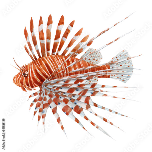 Beautiful stock illustration with watercolor hand drawn lion fish.