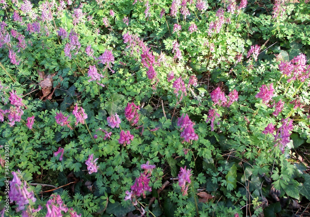 Foto de Plan horizontal d'un parterre fleuri de Corydale à bulbe plein