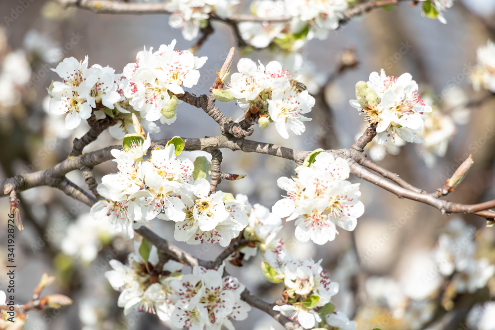 Spring flowering on trees and bushes. Nature wakes up. Blue flowers. Sakura. Warm.