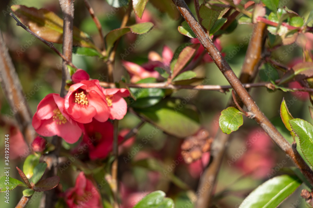 Obraz premium Spring flowering on trees and bushes. Nature wakes up. Blue flowers. Sakura. Warm.