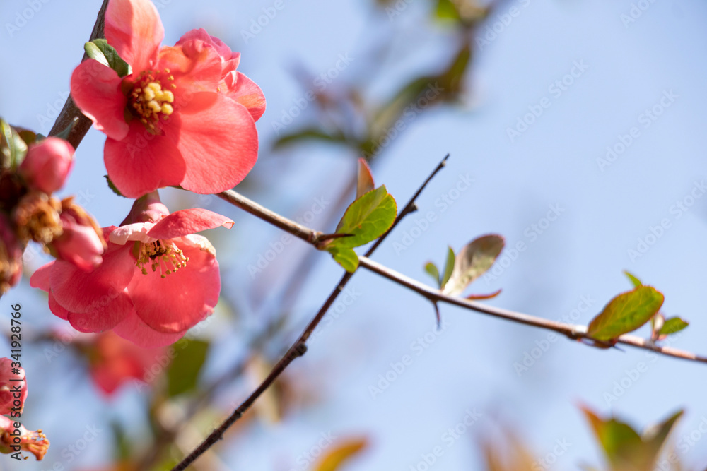 Spring flowering on trees and bushes. Nature wakes up. Blue flowers. Sakura. Warm. Spring flowering on trees and bushes. Nature wakes up. Blue flowers. Sakura. Warm.