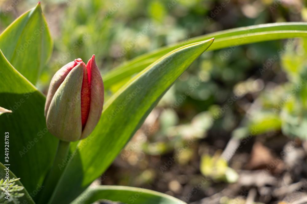 Beauty. Red spring tulips. Domestic flowerbed, growing flowers.