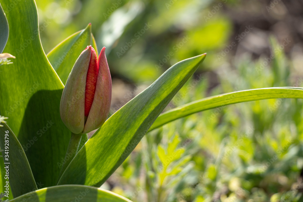 Obraz premium Beauty. Red spring tulips. Domestic flowerbed, growing flowers.