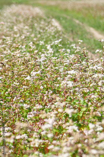 Buckwheat field  farmland. Blossoming buckwheat plant with white flowers