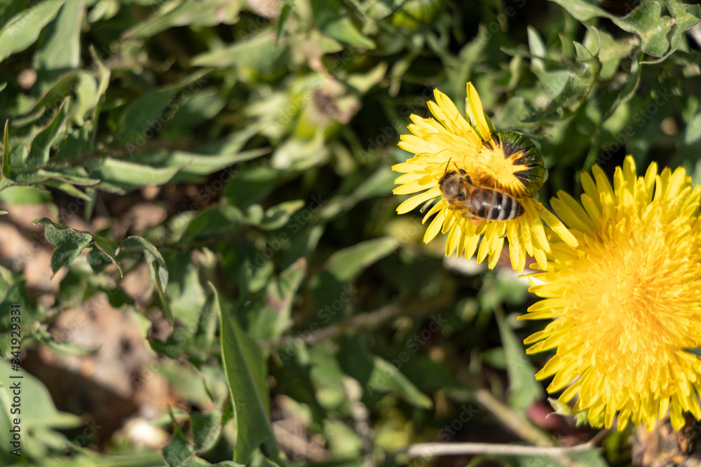 Beautiful dandelions in a spring park. Sunny day. A bee is a collector of nectar. Sunny day. Beautiful dandelions in a spring park. Sunny day. A bee is a collector of nectar. Sunny day.