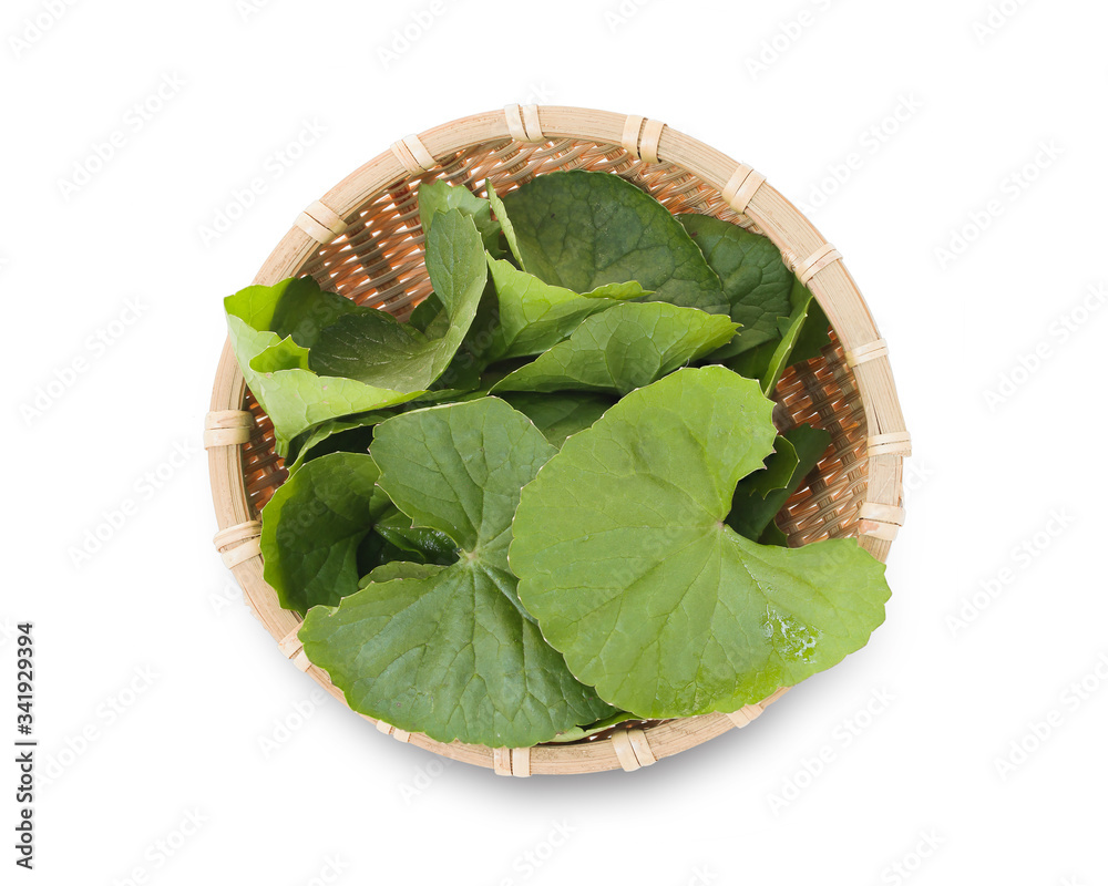 Centella asiatica, Asiatic Pennywort leave isolated on white background. This has clipping path.