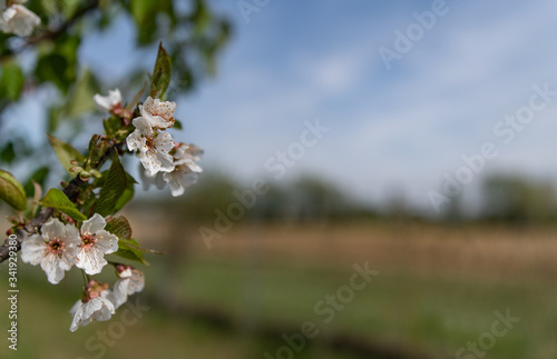 Fiori bianchi con sfondo di campagna per messaggi promozionali, commerciali, pubblicitari sulla natura, ambiente, agricoltura, erboristeria, commercio, business